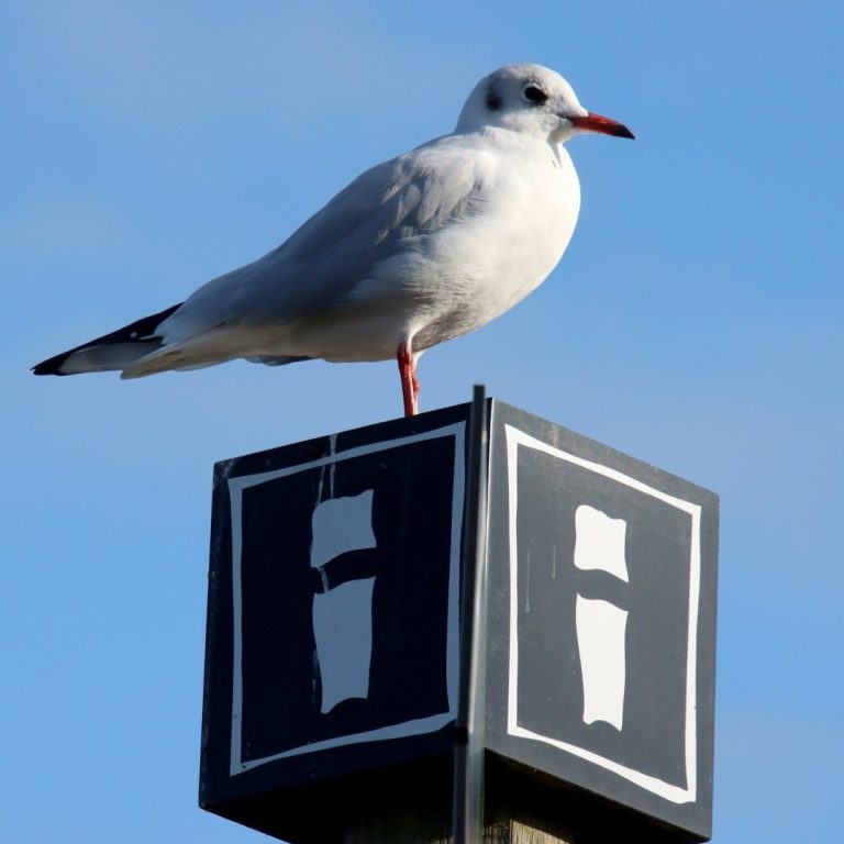 Infoschild mit Möwe obendrauf
